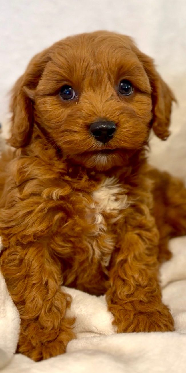 Red Cavoodle puppy looking at the camera