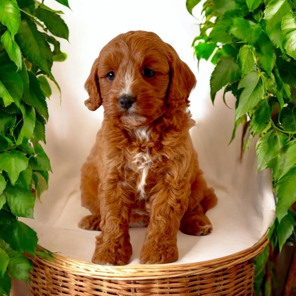 Gentle Heart Cavoodles — red Cavoodle puppy