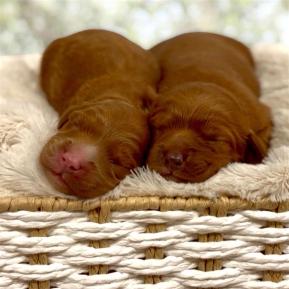 Two sleeping newborn Cavoodle puppies